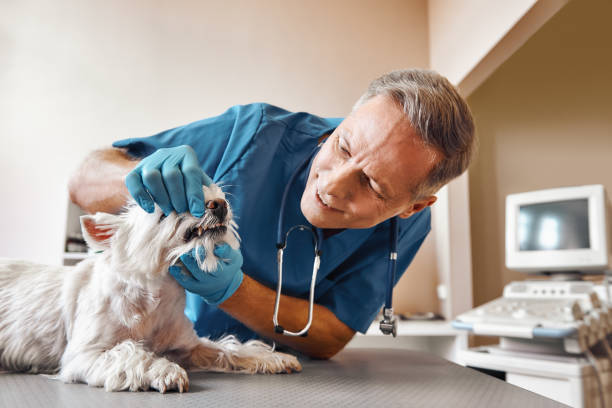 Best Emergency Dental Care for Broken or Chipped Teeth in Lowes Island, VA